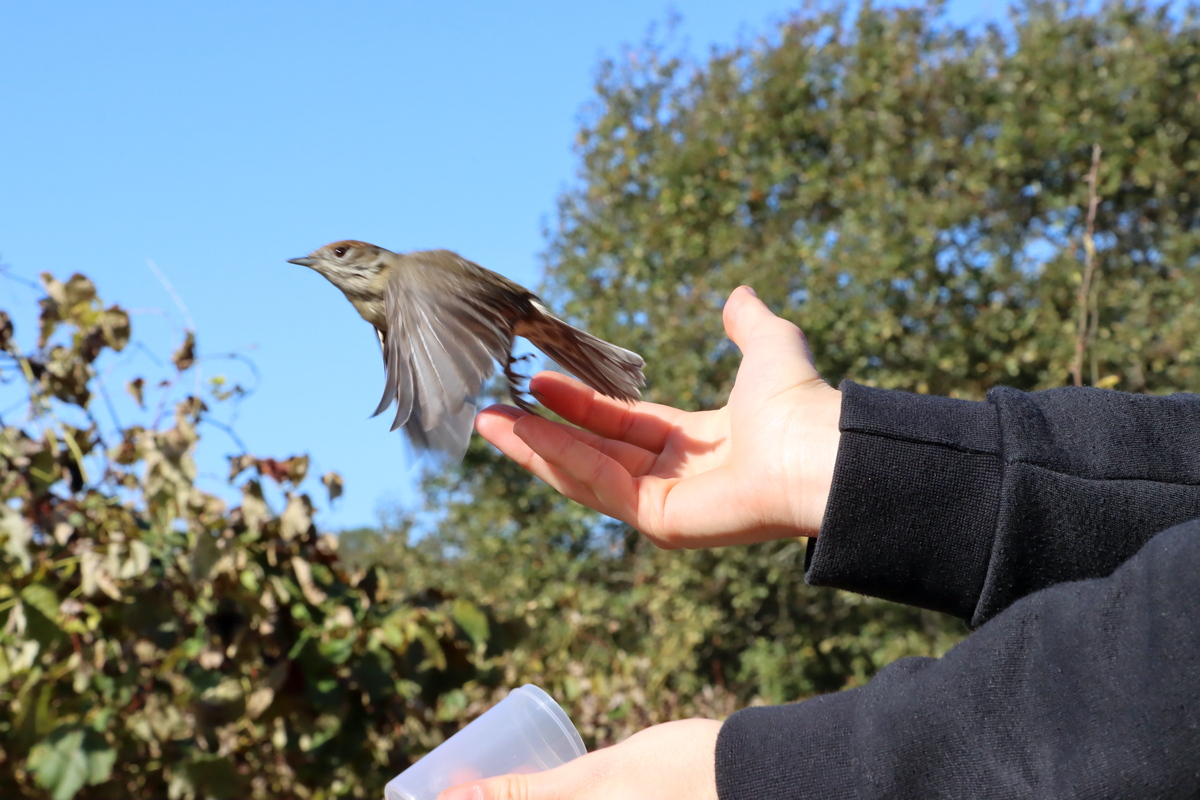 Anilhagem científica de aves selvagens 