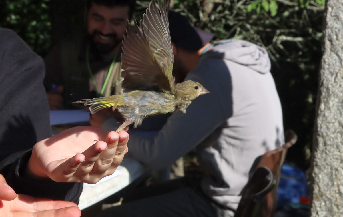 Anilhagem científica de aves selvagens