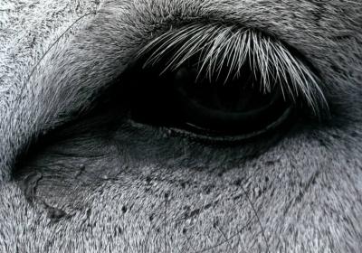  «Horácio: um olhar», de Eduardo Coelho Tavares