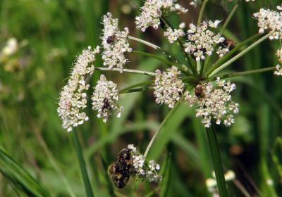 1200xumbel