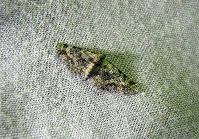 8208 E Pulchellata