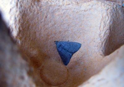 0415 Herminia Tarsipennalis Jn