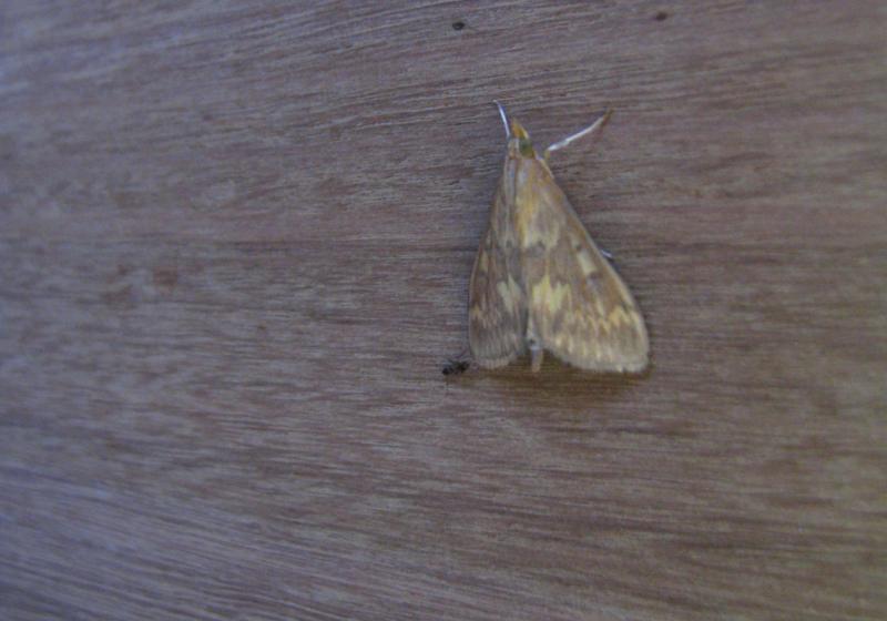 1492 Ostrinia N