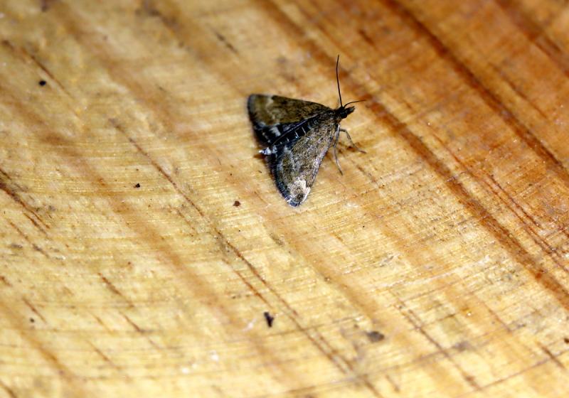 2305 Pyrausta Despicata