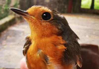Abril 2023 | anilhagem científica de aves selvagens