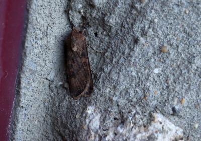 3467 A Segetum
