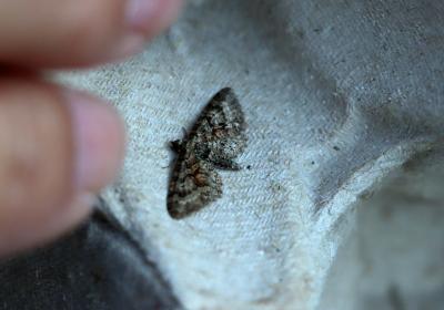 3513eupithecia Cocciferata Jn