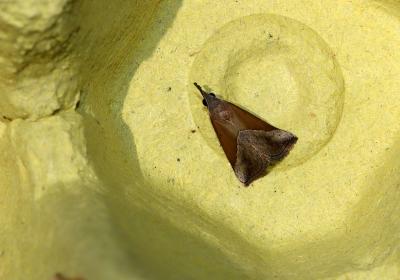 H Lividalis
