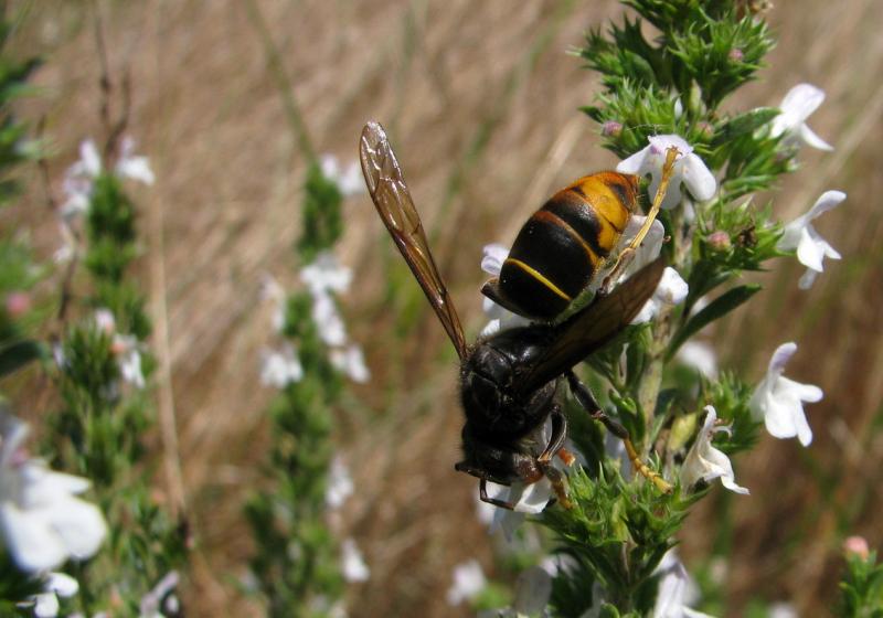 Velutina 284