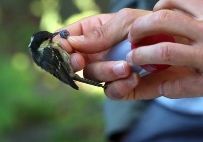 Julho 2023 | anilhagem científica de aves selvagens