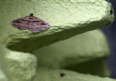 9740costaconvexa Polygrammata