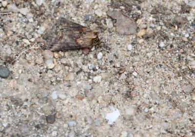 9755abrostola Triplasia