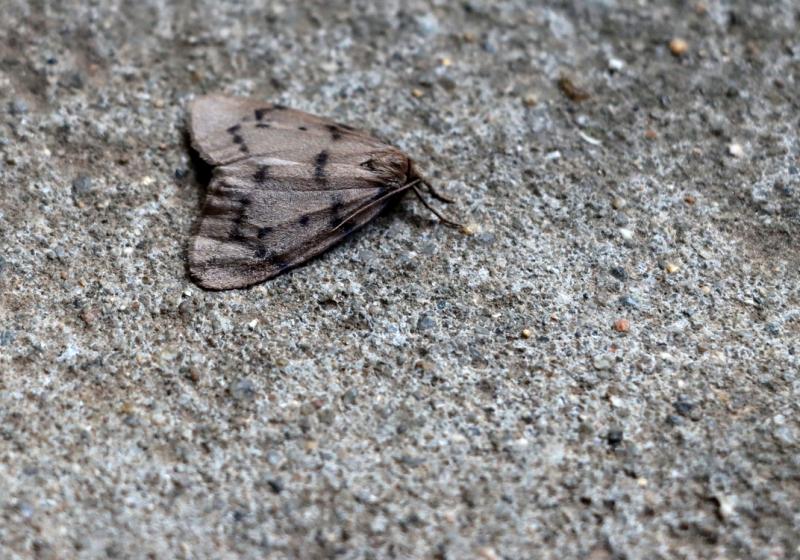 9793paidia Rica