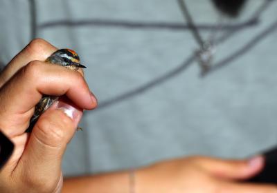 Agosto 2023 | anilhagem científica de aves selvagens