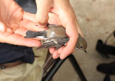 Setembro 2023 | anilhagem científica de aves selvagens
