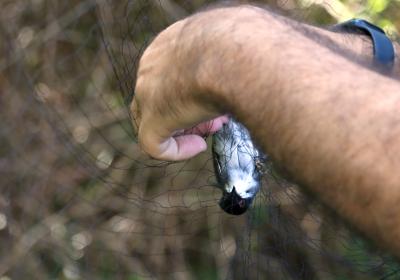 Outubro 2023 | anilhagem científica de aves selvagens