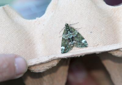 2892chloroclysta Siterata