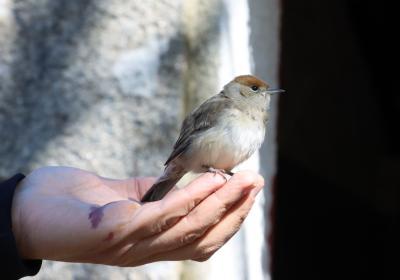 Março 2025 | anilhagem científica de aves selvagens
