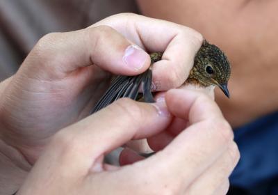 Junho 2025 | anilhagem científica de aves selvagens