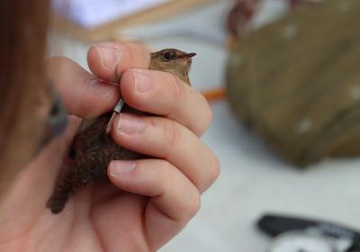 Janeiro 2026 | anilhagem científica de aves selvagens