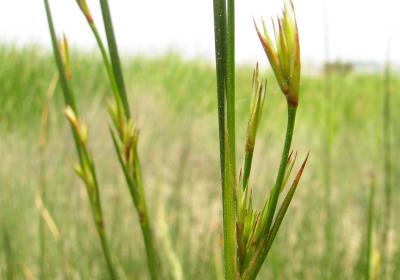 Algumas plantas do estuário
