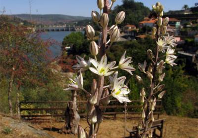 Parque Botânico do Castelo - Flora