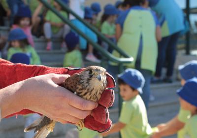 Animais reabilitados devolvidos à natureza
