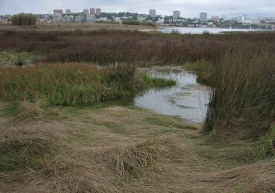 Estuários - áreas produtivas