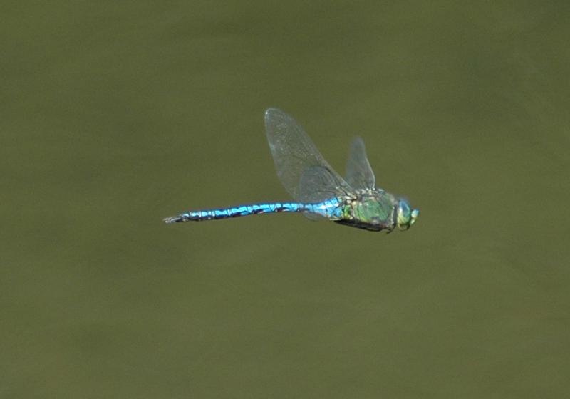 Anax 5456
