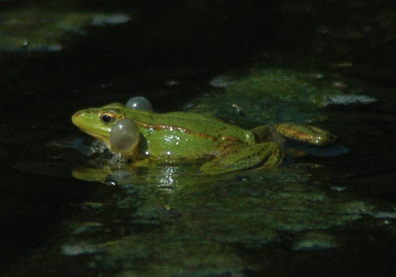 Raverde 2426