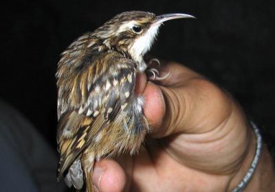 Anilhagem Científica de Aves Selvagens