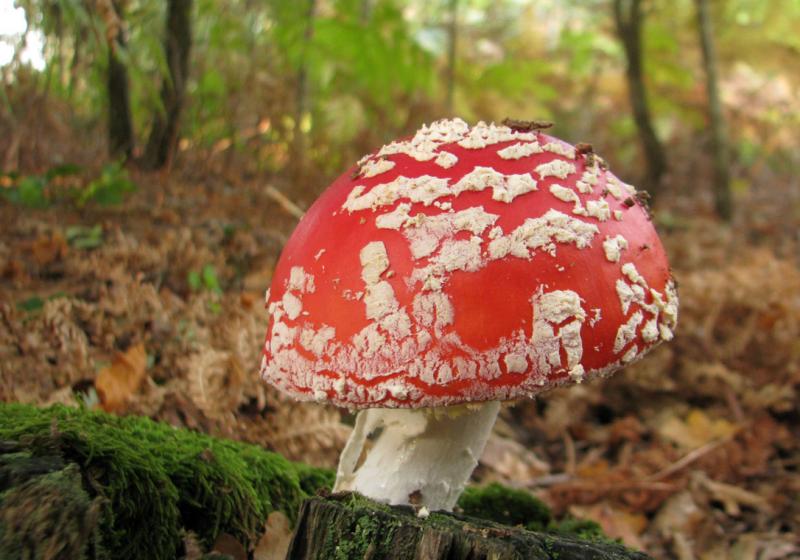 Amanita Muscaria Jg 2018