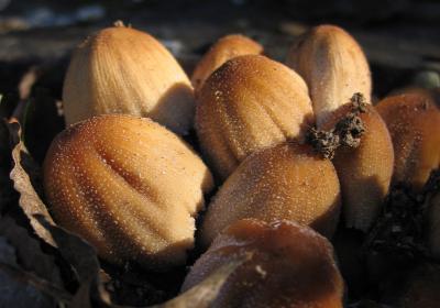 Coprinus Micaceus Jg