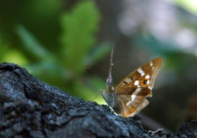 Borboletas diurnas