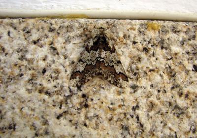 B Strataria Jg