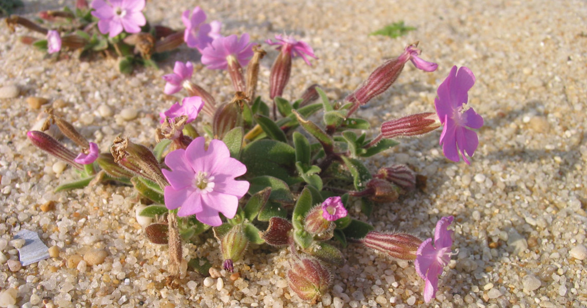 Silene-das-praias