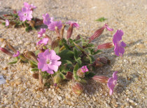 Silene-das-praias