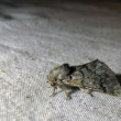 0383-t-pityocampa-jn.jpg