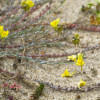066_Linaria-pol.jpg
