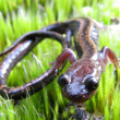 0_2586_Fauna.jpg