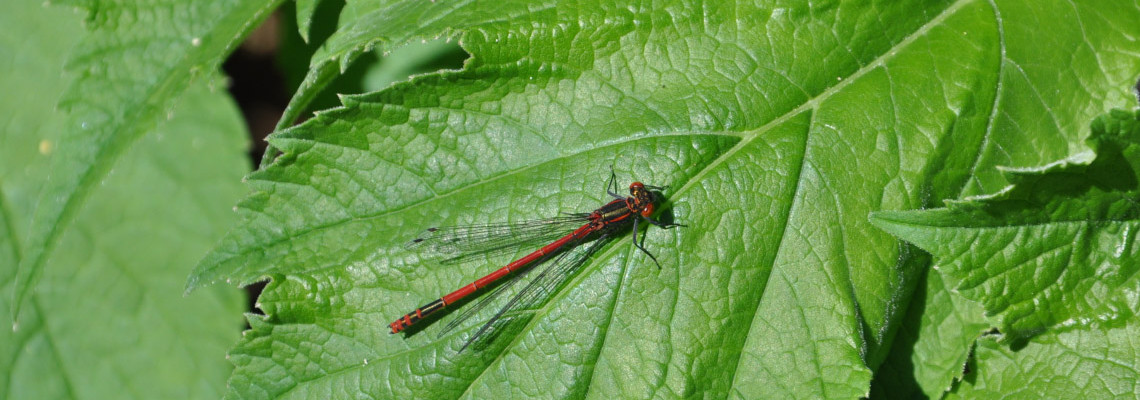 Pyrrhosoma nymphula