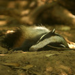 1140_5065_Fauna.jpg