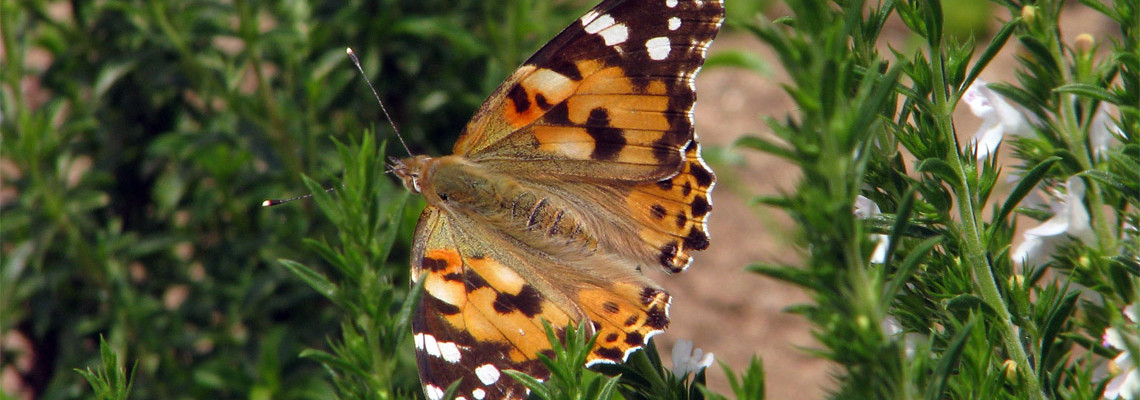 Vanessa cardui