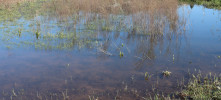 Habitats de água doce