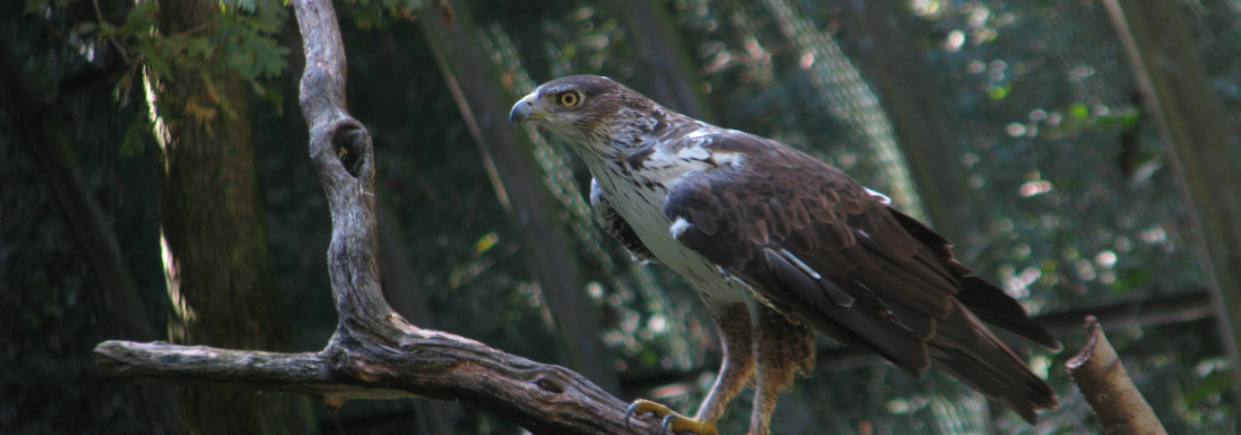 Águia-de-bonelli