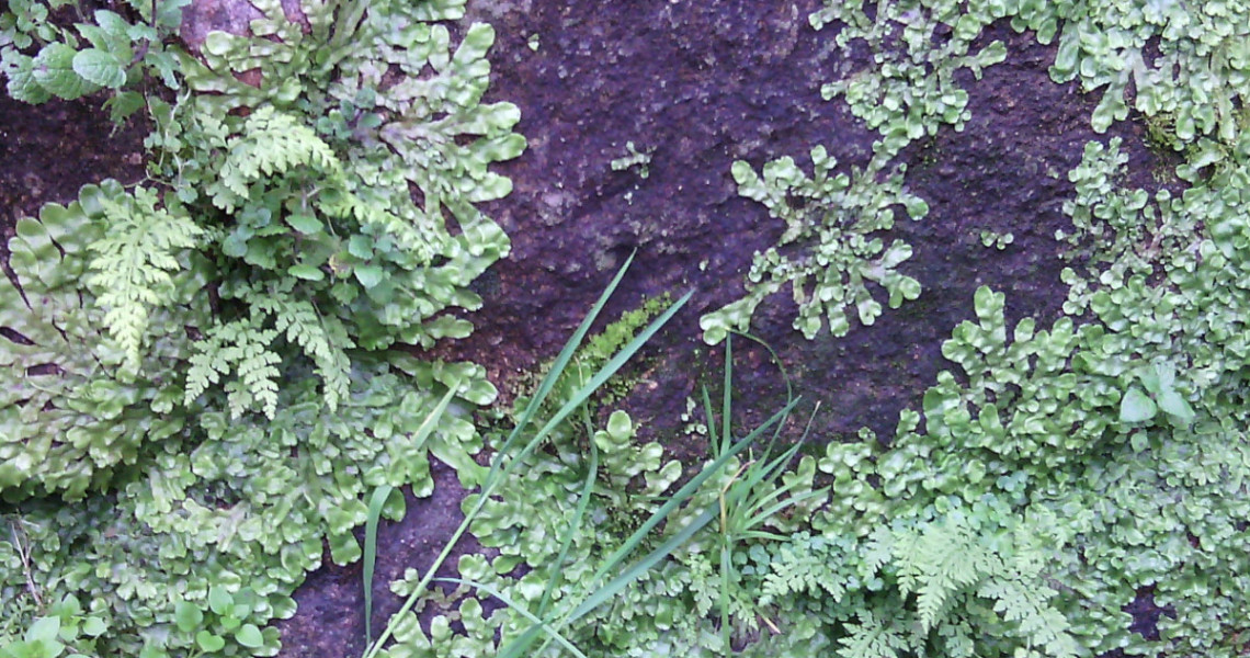 Hepatica-pele-de-cobra