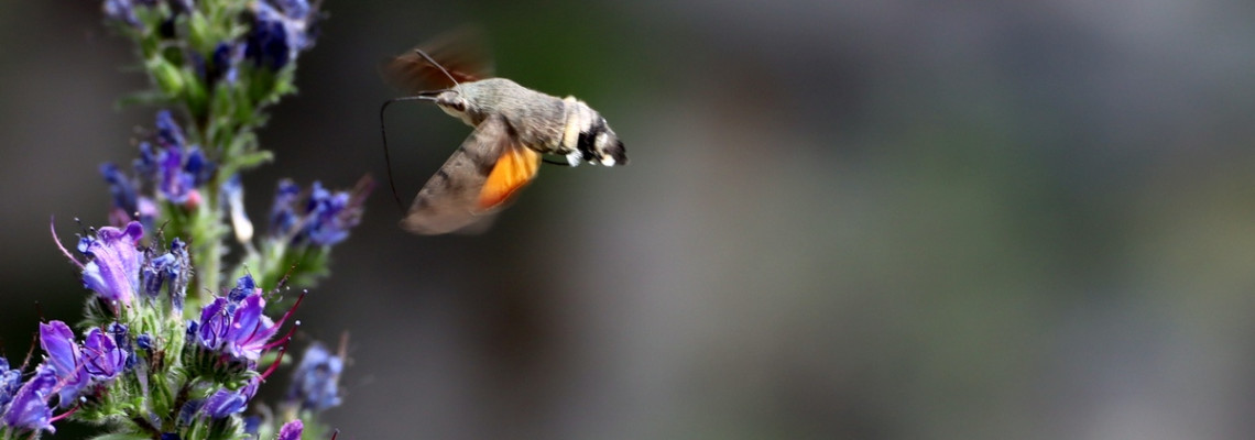 Macroglossum stellatarum