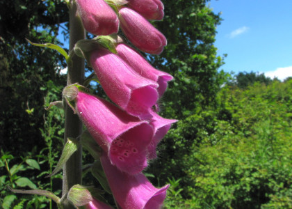 Dedaleira