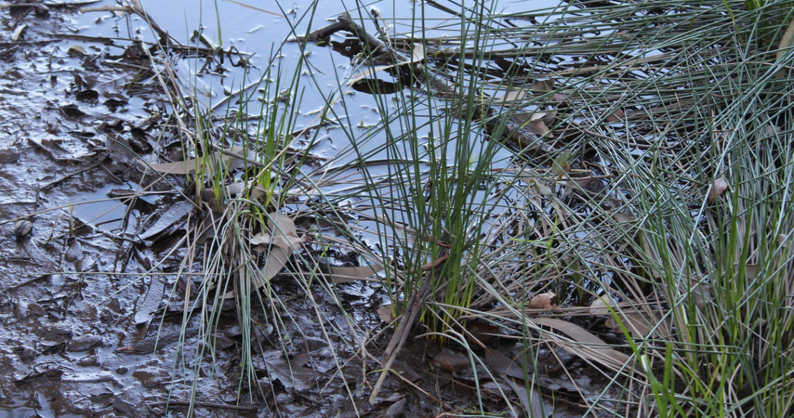 Junco-efuso