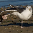 7438_Fauna.jpg
